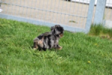 Maltipoo (teef) 68582