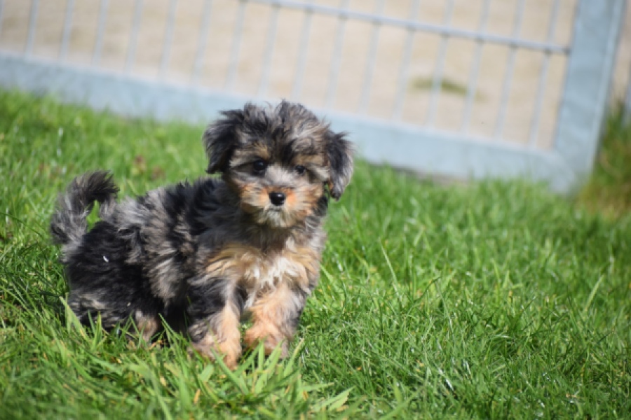 Maltipoo (teef) 68582