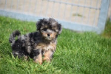 Maltipoo (teef) 68582