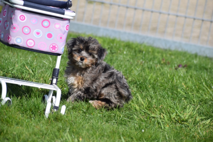 Maltipoo (teef) 68582