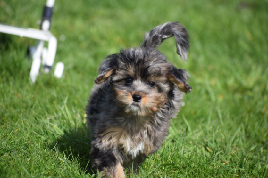Maltipoo (teef) 68582