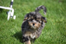 Maltipoo (teef) 68582