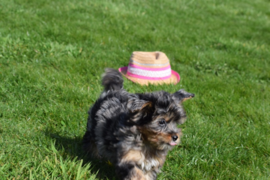 Maltipoo (teef) 68582