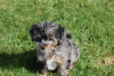 Maltipoo (teef) 68582