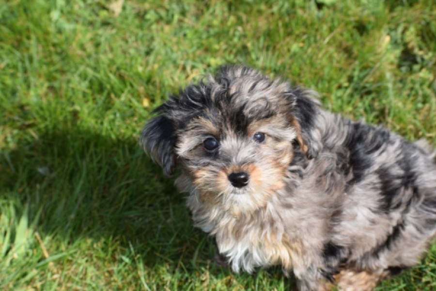 Maltipoo (teef) 68582