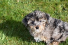 Maltipoo (teef) 68582