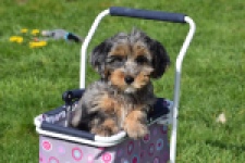 Maltipoo (reu) 68527