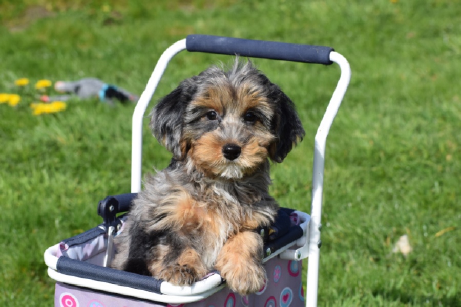 Maltipoo (reu) 68527