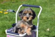 Maltipoo (reu) 68527