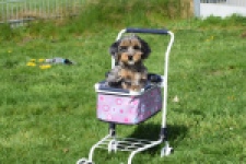 Maltipoo (reu) 68527