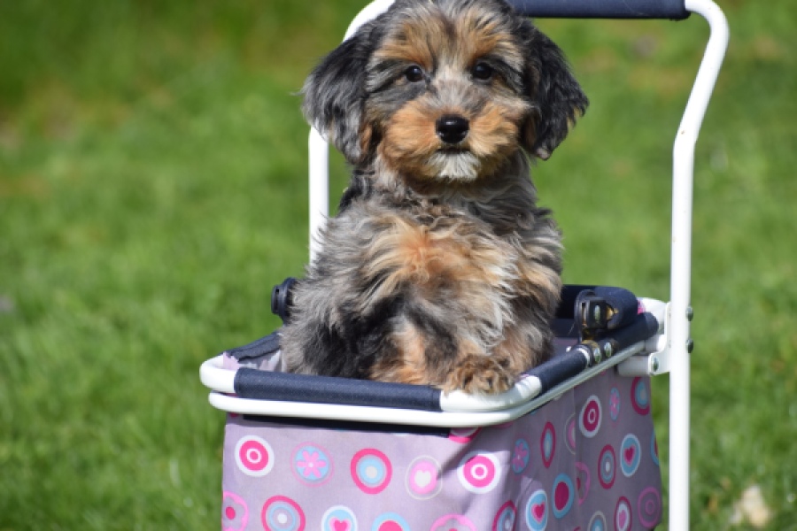 Maltipoo (reu) 68527