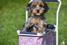 Maltipoo (reu) 68527