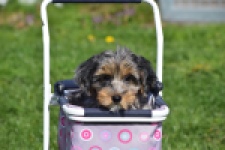 Maltipoo (reu) 68527