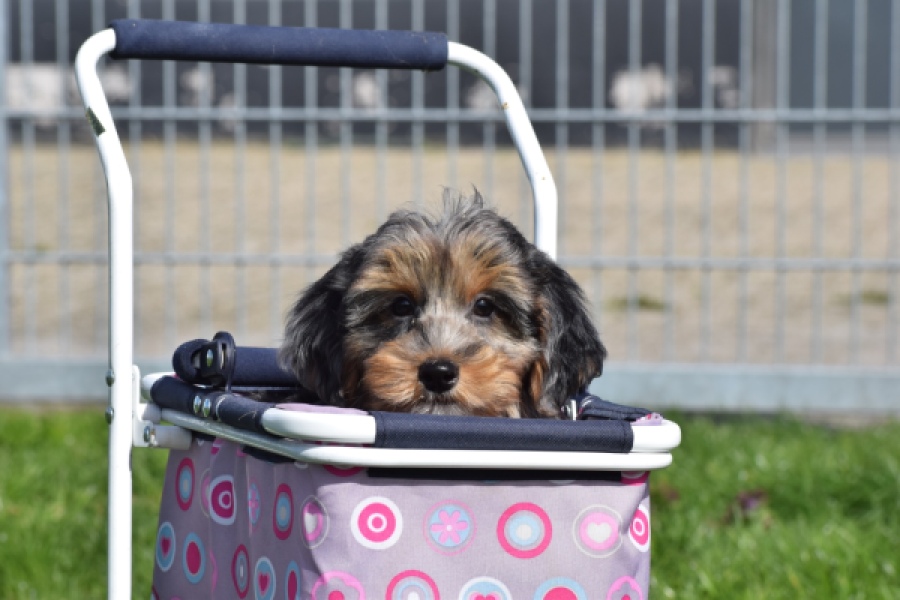 Maltipoo (reu) 68527