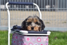 Maltipoo (reu) 68527