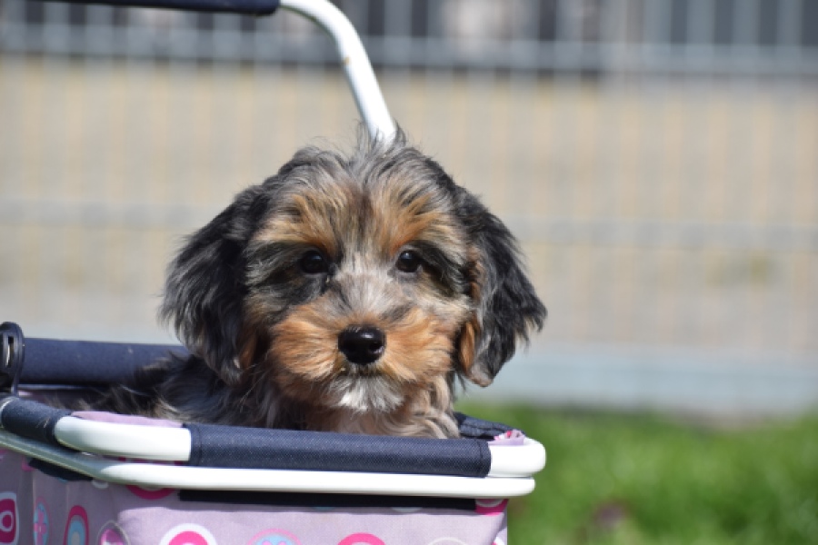 Maltipoo (reu) 68527