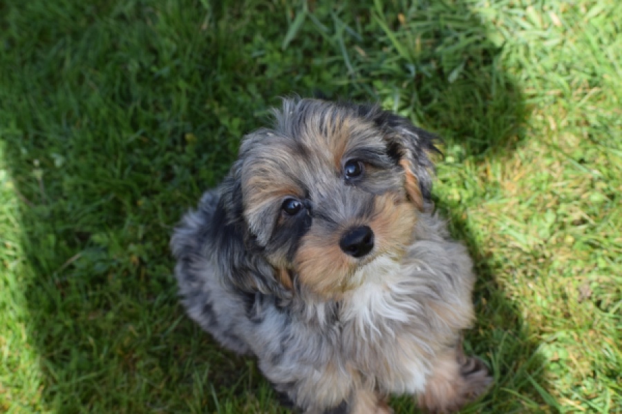 Maltipoo (reu) 68527