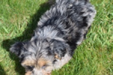 Maltipoo (reu) 68527