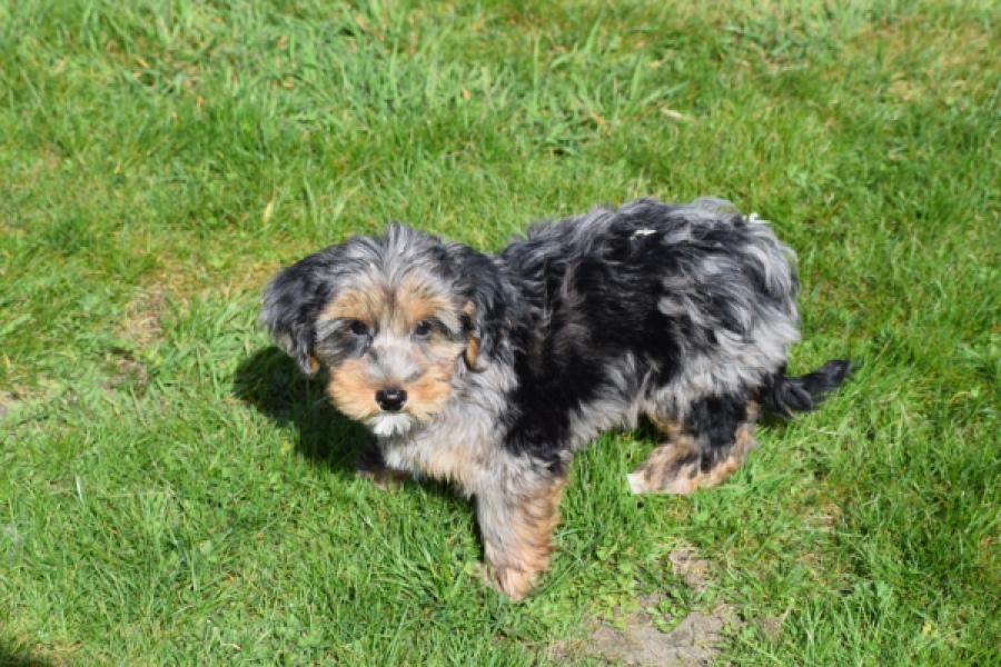 Maltipoo (reu) 68527