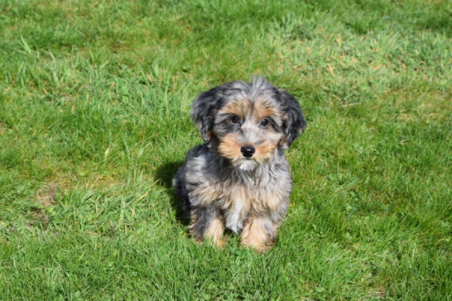 Maltipoo (reu) 68527