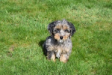 Maltipoo (reu) 68527