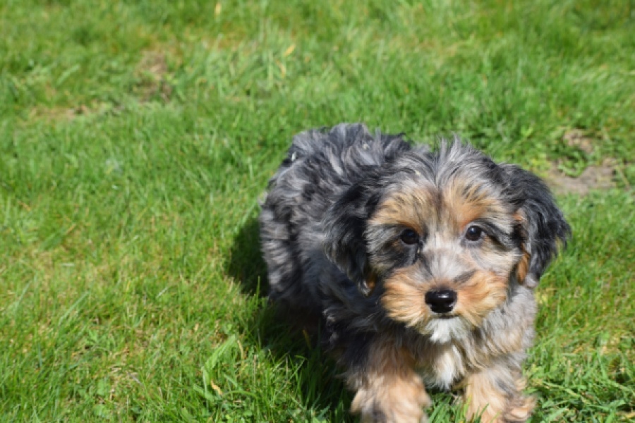 Maltipoo (reu) 68527