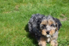 Maltipoo (reu) 68527