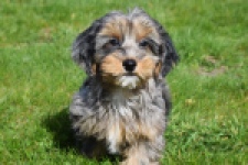 Maltipoo (reu) 68527