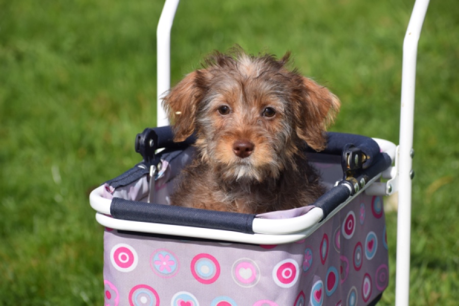 Maltipoo (reu) 68426