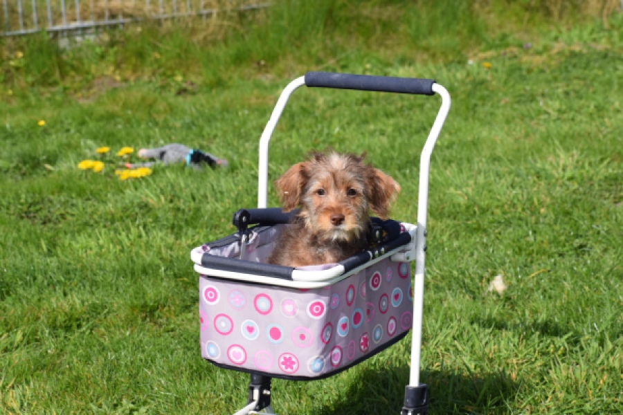 Maltipoo (reu) 68426