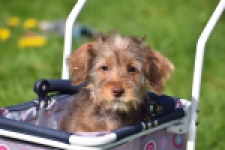 Maltipoo (reu) 68426