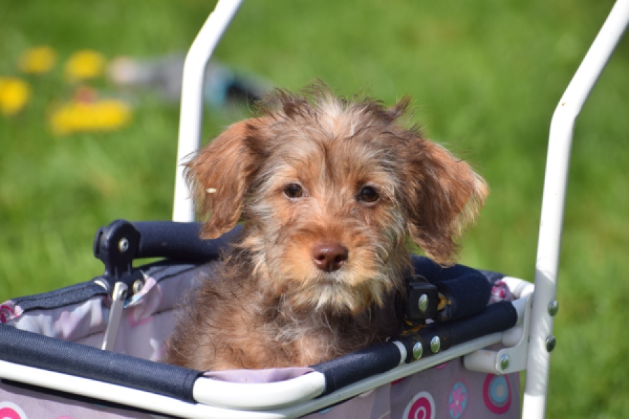 Maltipoo (reu) 68426