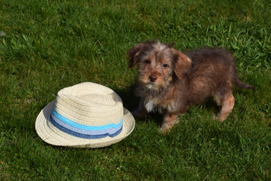 Maltipoo (reu) 68426