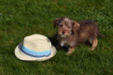 Maltipoo (reu) 68426