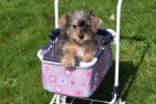 Maltipoo (reu) 68483