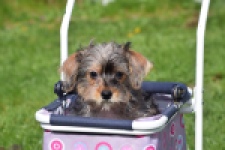 Maltipoo (reu) 68483