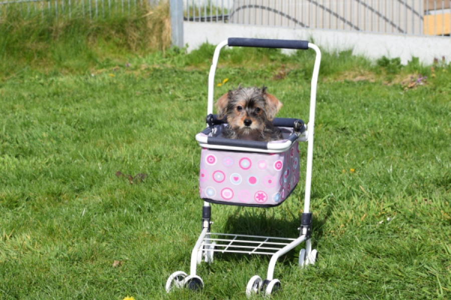 Maltipoo (reu) 68483