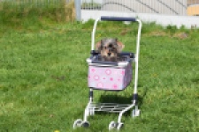 Maltipoo (reu) 68483