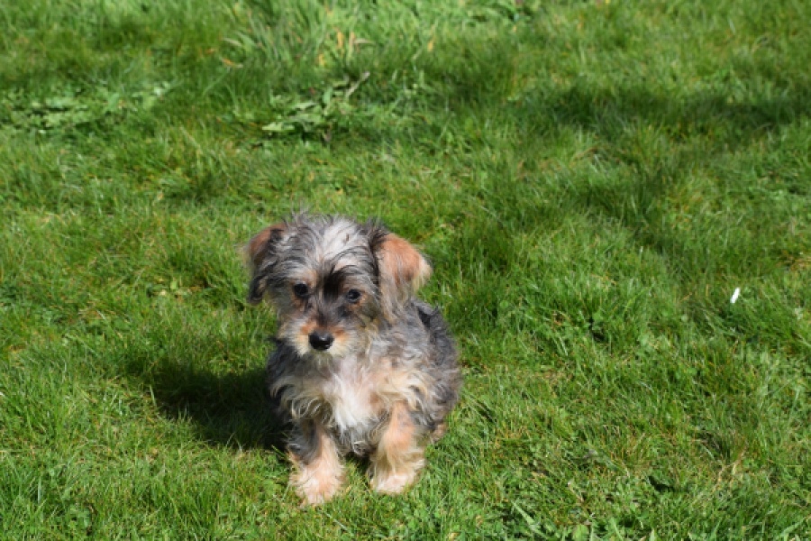 Maltipoo (reu) 68483