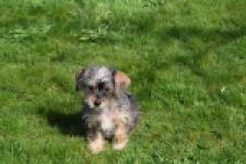 Maltipoo (reu) 68483