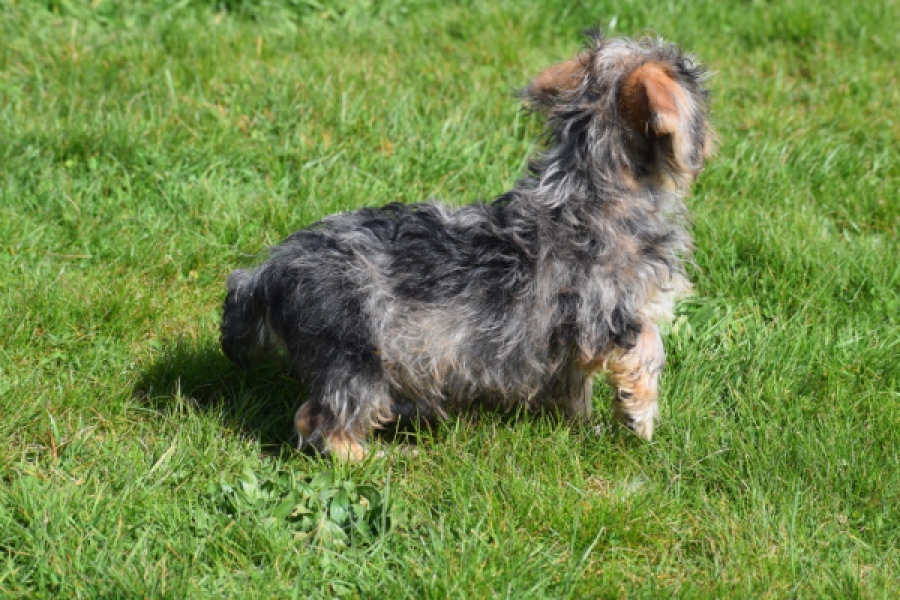 Maltipoo (reu) 68483