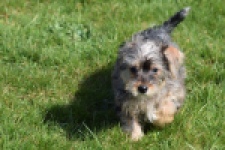 Maltipoo (reu) 68483