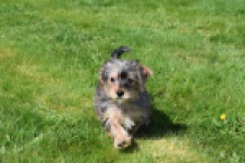 Maltipoo (reu) 68483