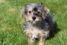 Maltipoo (reu) 68483