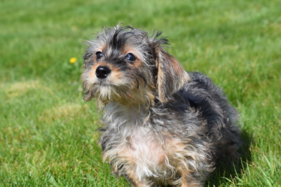 Maltipoo (reu) 68483