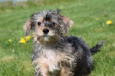 Maltipoo (reu) 68483