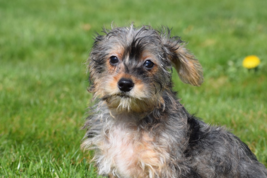 Maltipoo (reu) 68483