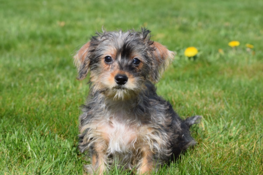 Maltipoo (reu) 68483