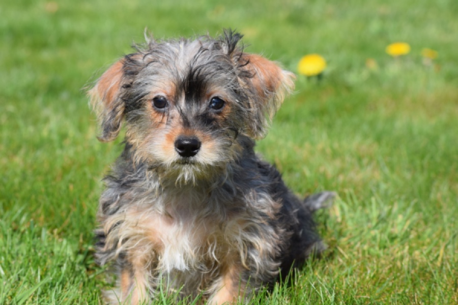 Maltipoo (reu) 68483