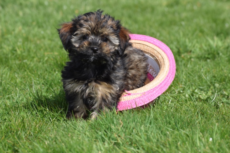 Maltipoo (teef) 68577